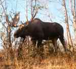 Alaska Moose