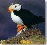 Alaska Puffin